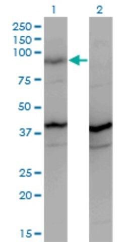 Monoclonal Anti-PCDHGA2 antibody produced in mouse