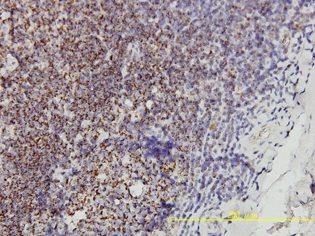 Monoclonal Anti-PHB antibody produced in mouse