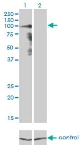 Monoclonal Anti-PCDHGA8 antibody produced in mouse