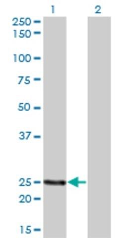 Monoclonal Anti-PCTP antibody produced in mouse