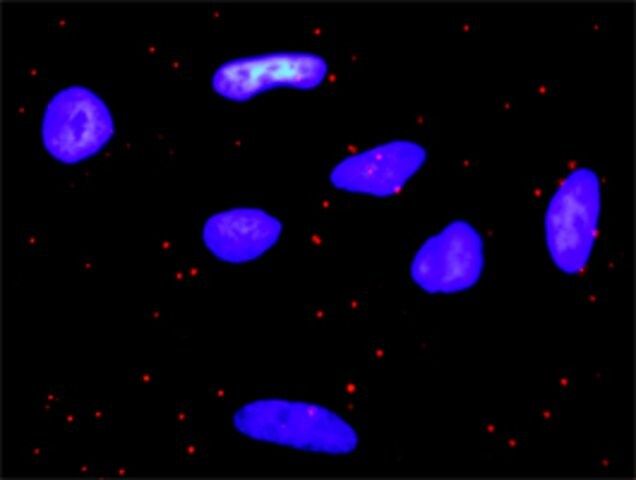 Monoclonal Anti-PDGFRA antibody produced in mouse