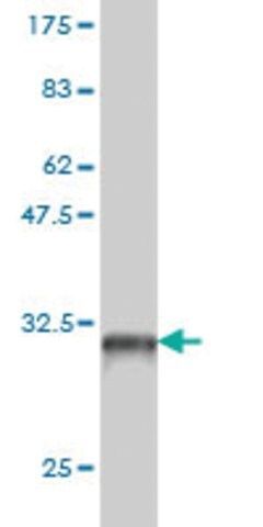 Monoclonal Anti-PBX4 antibody produced in mouse