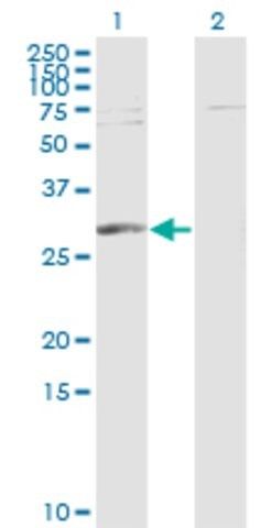 Monoclonal Anti-PGAM1 antibody produced in mouse