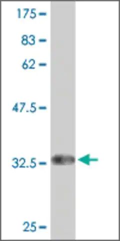 Monoclonal Anti-PAQR5 antibody produced in mouse