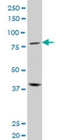 Monoclonal Anti-PRDM1 antibody produced in mouse