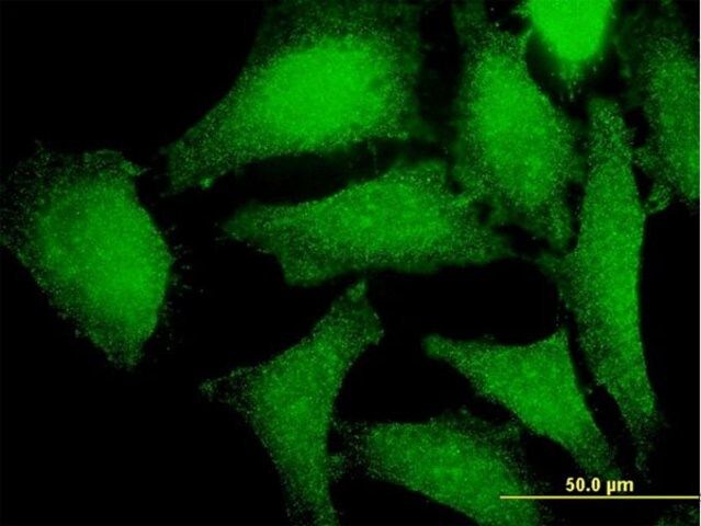 Monoclonal Anti-PRKAG2 antibody produced in mouse