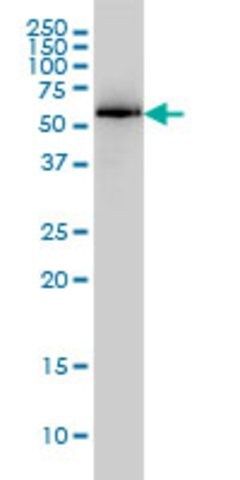 Monoclonal Anti-PRKAA1 antibody produced in mouse