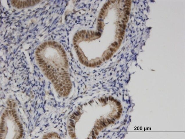 Monoclonal Anti-PRKCBP1 antibody produced in mouse