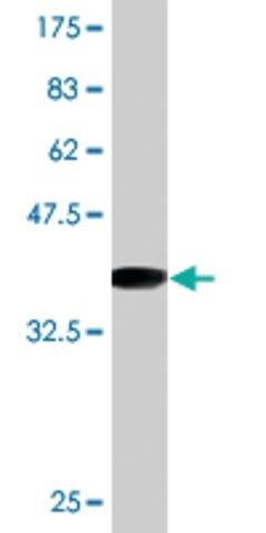 Monoclonal Anti-PSMC3 antibody produced in mouse