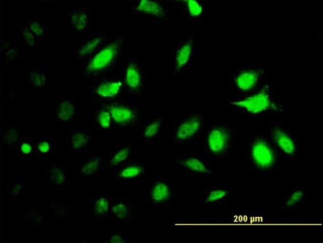 Monoclonal Anti-PSMC2 antibody produced in mouse