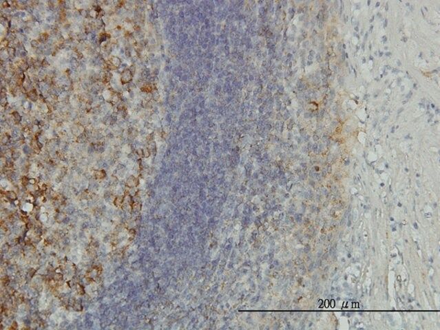 Monoclonal Anti-PSMD10 antibody produced in mouse