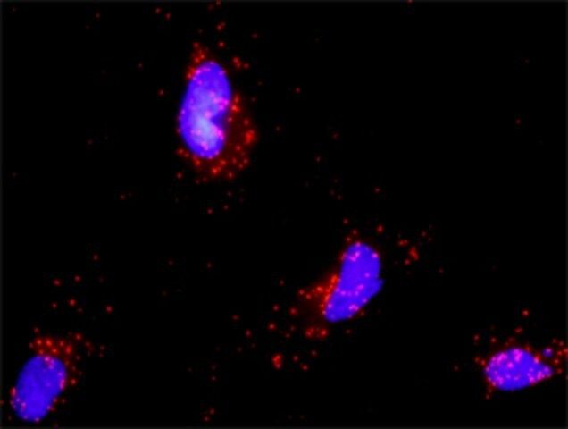 Monoclonal Anti-PTEN antibody produced in mouse