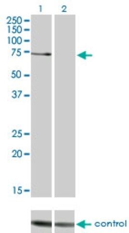 Monoclonal Anti-PRKCZ antibody produced in mouse