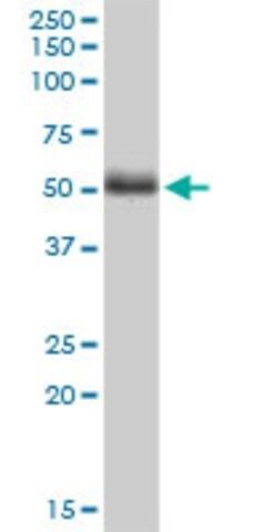 Monoclonal Anti-PTK9L antibody produced in mouse