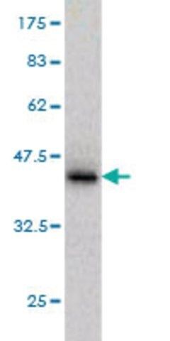 Monoclonal Anti-PTPN4 antibody produced in mouse