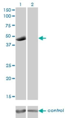 Monoclonal Anti-P2RX5 antibody produced in mouse