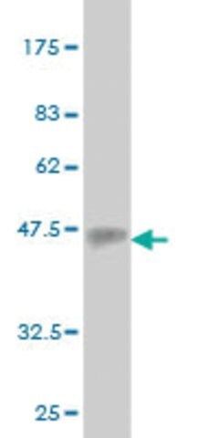 Monoclonal Anti-EMILIN2 antibody produced in mouse