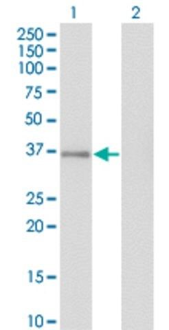 Monoclonal Anti-GPS2 antibody produced in mouse