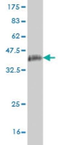 Monoclonal Anti-GOLGB1 antibody produced in mouse