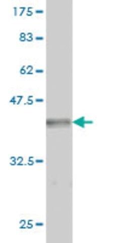 Monoclonal Anti-GRID2 antibody produced in mouse