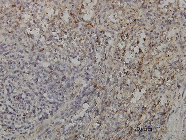 Monoclonal Anti-GRAP2 antibody produced in mouse