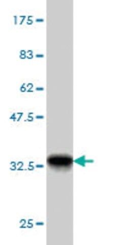 Monoclonal Anti-GTF2A1 antibody produced in mouse