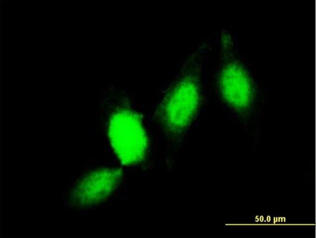 Monoclonal Anti-GSTP1 antibody produced in mouse