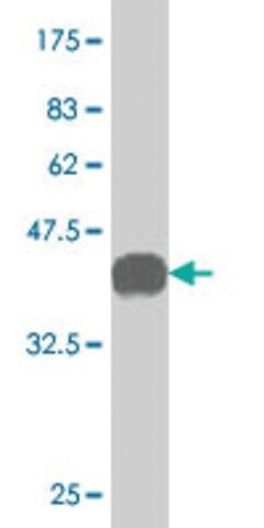 Monoclonal Anti-GSTT2 antibody produced in mouse