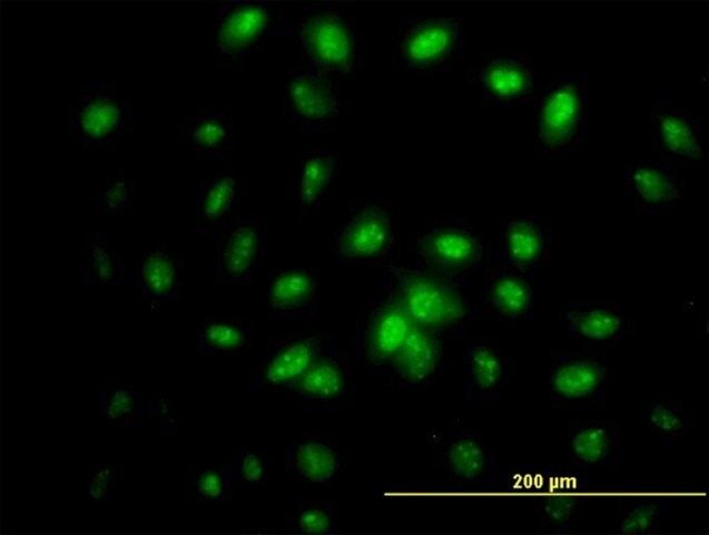 Monoclonal Anti-IFRD2 antibody produced in mouse