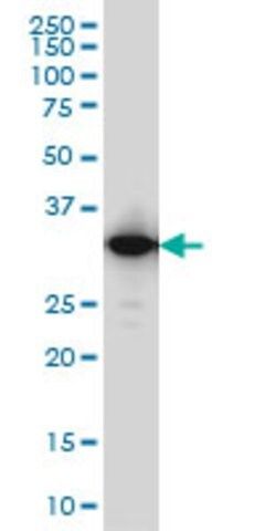 Monoclonal Anti-IFI35 antibody produced in mouse