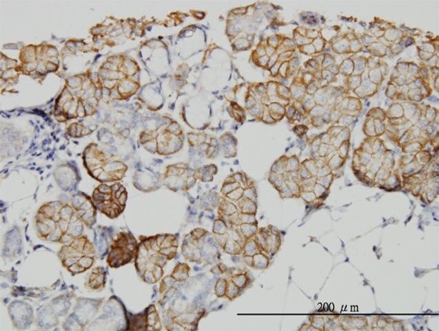 Monoclonal Anti-IQGAP1 antibody produced in mouse