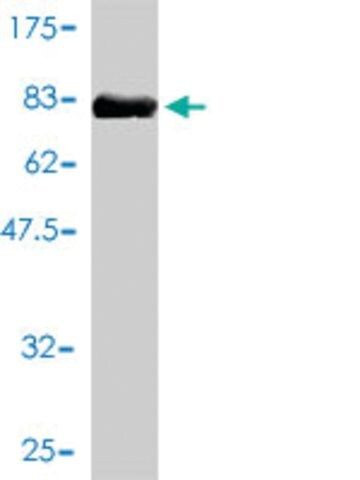 Monoclonal Anti-IL11RA antibody produced in mouse