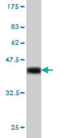 Monoclonal Anti-IRF1 antibody produced in mouse