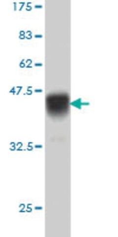 Monoclonal Anti-IL15RA antibody produced in mouse