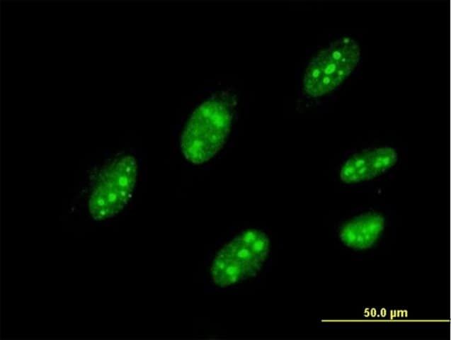 Monoclonal Anti-IQGAP3 antibody produced in mouse