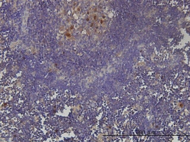 Monoclonal Anti-KIAA0101 antibody produced in mouse