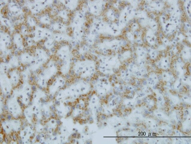 Monoclonal Anti-C1GALT1 antibody produced in mouse