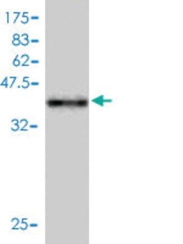 Monoclonal Anti-TAX1BP3 antibody produced in mouse