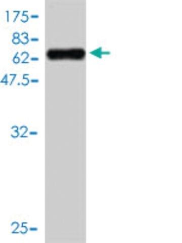 Monoclonal Anti-TMEM115 antibody produced in mouse