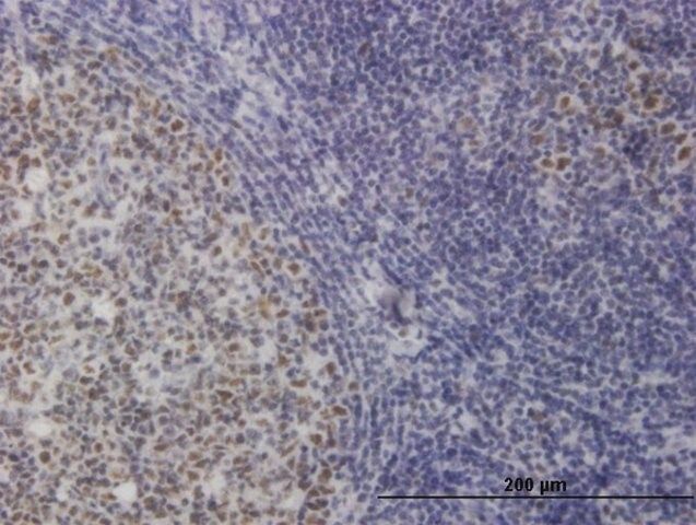 Monoclonal Anti-TOE1 antibody produced in mouse