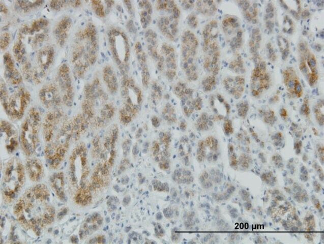 Monoclonal Anti-AEBP1 antibody produced in mouse