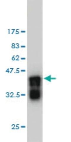 Monoclonal Anti-APBB2 antibody produced in mouse