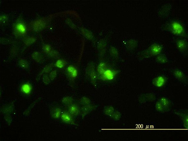 Monoclonal Anti-ANXA2 antibody produced in mouse