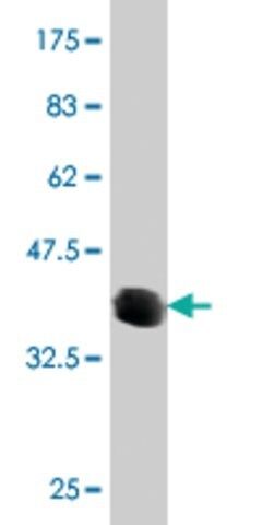 Monoclonal Anti-ATP6V0D2 antibody produced in mouse