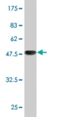 Monoclonal Anti-RAB11A antibody produced in mouse