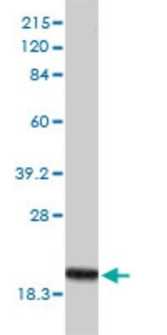 Monoclonal Anti-POLR2H antibody produced in mouse