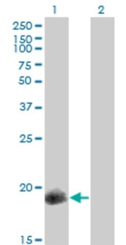 Monoclonal Anti-PPP1R14A antibody produced in mouse