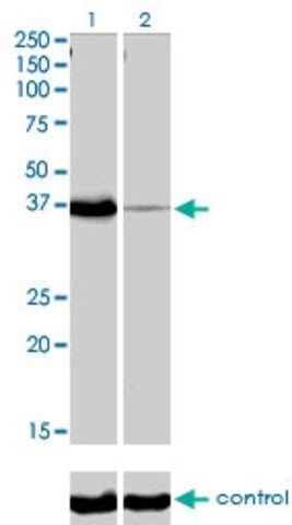 Monoclonal Anti-POU6F1 antibody produced in mouse