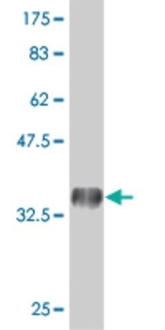 Monoclonal Anti-PRRG2 antibody produced in mouse