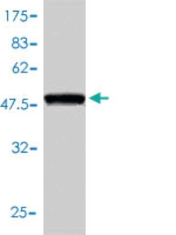 Monoclonal Anti-PRDX6 antibody produced in mouse